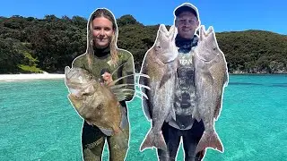 Spearfishing BOARFISH and John Dory on Coromandel, New Zealand, Weedlines