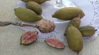 Австралийский пальчиковый лайм \ Фингерлайм \ Microcitrus australasica 