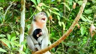 Mother Miyeon she is afraid of monkey Karita taking her beloved child away from her