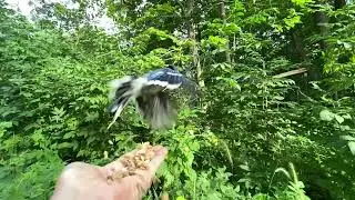 Hand-feeding Birds in Slow Mo - Blue Jay