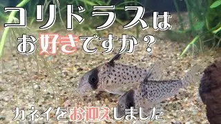 コリドラスはお好きですか？コリドラスカネイをお迎えしました　＃コリドラスカネイ＃コリドラスアトロペルソナータスⅡ