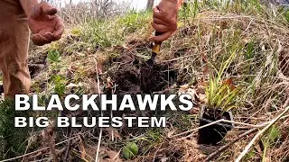 Распаковка и посадка степной травы «Блэкхокс» Big Bluestem Prairie Grass
