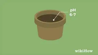 How to Grow a Sunflower in a Pot