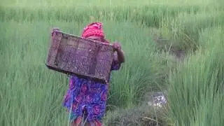 New Fishing Trap In Bamboo Box Cage | Traditional Village Fishing System AroundMeBD ভিল্লাগে