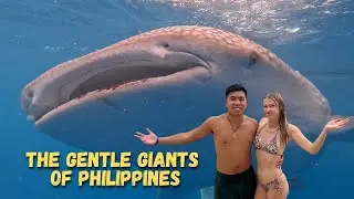 Swimming with the WHALE SHARKS in OSLOB - Philippines (Is it worth it?)