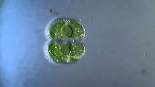 Cosmarium Desmid