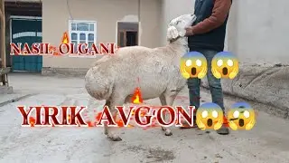 NASIL OLAGANI YIRIK AVGʻON ARASHAN QOʻCHQOR SOVLIQ QOʻZILAR