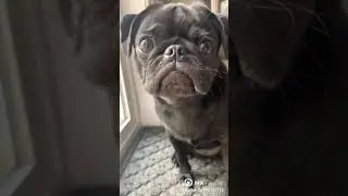 black pug cutee eating