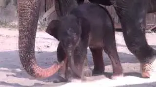 Fort Worth Zoo Debuts Baby Elephant