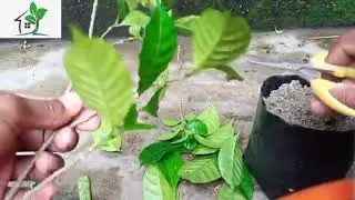 How to grow double Chandni plant from cutting | Rupam Gardening