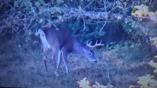 Early Season Scouting Pays Off @