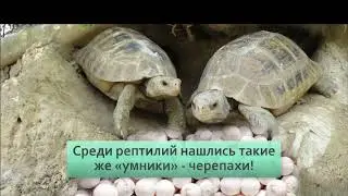 Черепахи  подкидывают свои яйца крокодилам