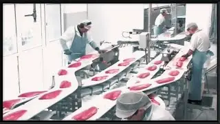 Modern Fish Processing Line Inside The Factory. You Will Love Eat Fish After Watching This Process