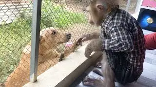 Handsome Jason Tryna Hand Shake To Call Puppy Eat Crispy Snack