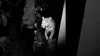 leopard in village of kerala captured in CCTV #wildlife #leopard #kerala #keralaculture #wayanad #