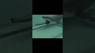 SWIMMING INTO A SHARK?!