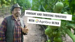 Ray Tyler Grows BETTER Tomatoes with Help from AgriGro Ultra