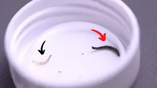 Leeches Or Parasite?
