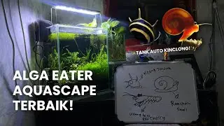 Alga Eater Aquascape Terbaik - Udang, Keong, dan Ikan Pembersih Lumut Paling Efektif untuk Pemula!