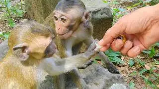 baby monkey David update