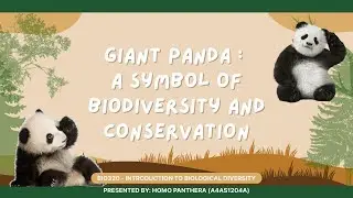 BIO320 | GIANT PANDA: A SYMBOL OF BIODIVERSITY AND CONSERVATION