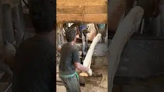 Expert Operator's Day Mastering Sawmill Precision
