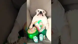 funny dog eating popcorn 😂🍿😂 #dog #funny #shorts #viral