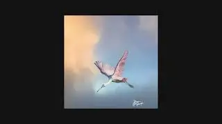 Roseate Spoonbills of Florida: Beauty, Balance & the Urgency of Conservation