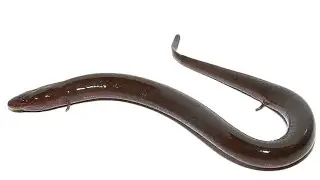 Bc of the flood we js caught 6 or 7 amphiumas