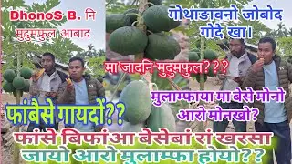 धन'स बसुमतारीनि मुदुमफुल आबाद मावनायाव दान्दिसे सम|| A Hybrid Papaya garden Plantation|| Mr. Dhonos