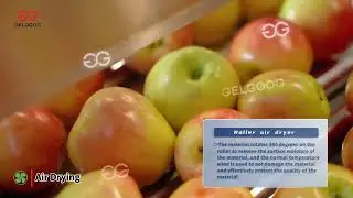 Apple Washing And Grading Processing Line