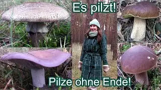 Es pilzt! Gro&szlig;e Pilz-Wanderung