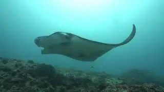 Manta Conservation Diver Course - with Blue Corner Marine Research team