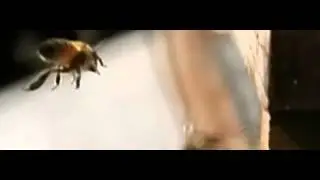 beeees