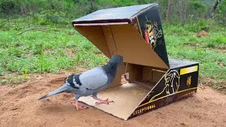 Beautiful Traps - How To Make Bird Trap Using Cardboard Box