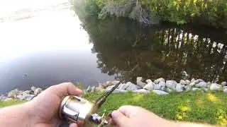 Steve&rsquo;s 2 Faced Waking Gill Cast2Catch - DinkFest