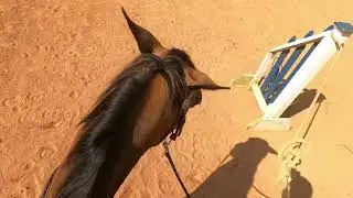 Working Equitation show at Wild@Heart Ranch 6/25/23