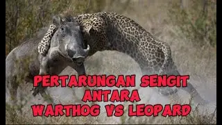 Leopard vs warthog