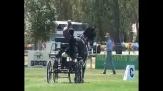 Gail & Black horse carriage event