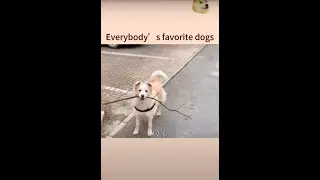 A dog that can understand human speech#dog #short #cutedog