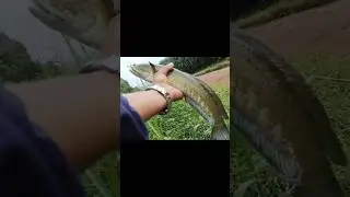 GABUS Babon Terselamatkan #mancing #mancingmaniagabus #fishing #castinggabusrawa #mancingberau