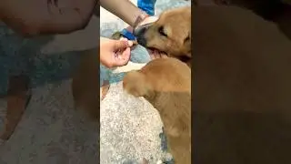 Pet Lover🐕|Pet care|Pet lover| pet adoption| Doglover| Street Dog lover|Dog food| lPet food| #trend