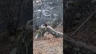 A Lonely Pinecone