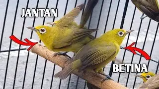 Cara Mudah Membedakan Kecial Kuning Gebokan Jantan Dan Betina