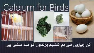 Best natural sources of calcium for birds | Calcium for birds in breeding season #breedingbirds