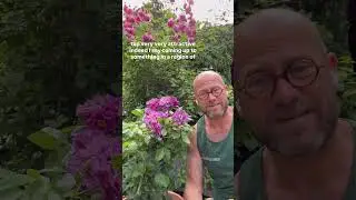 Personal growing review of Rose&rsquo; Rhapsody in blue&rsquo; (Frantasia) #gardenerben 