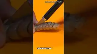 &iquest;Qu&eacute; hay dentro de un cascabel de serpiente?
