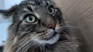 My Furry Alarm Clocks | Norwegian Forest Cats