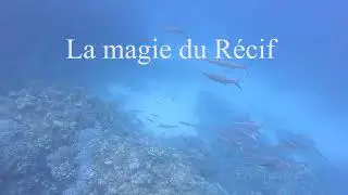 Red sea magical reef.... teaser