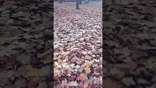 Peaceful Sunrise Stroll on Autumn Leaves🍁🍂| Soothing Music#ytshorts#yt#shorts#shortvideo#viralvideo